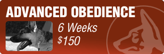 Advanced Obedience Dog Training