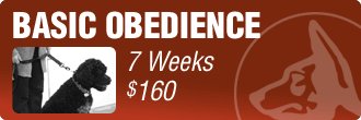 Basic Obedience Dog Training