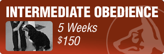 Intermediate Obedience Dog Training
