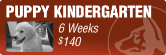 Puppy Kindergarten Dog Training Class