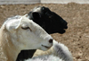 Summer 2009 - Herding Clinic
