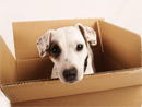 Balanced Canine has moved locations