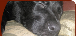 Random Dog Training Photo